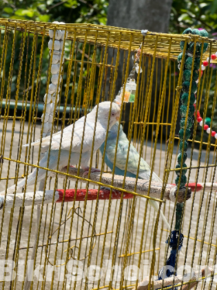 Budgie